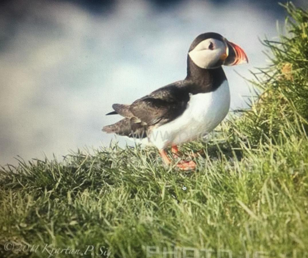 Puffin Nest Capsule Hostel Vestmannaeyjar Exterior foto